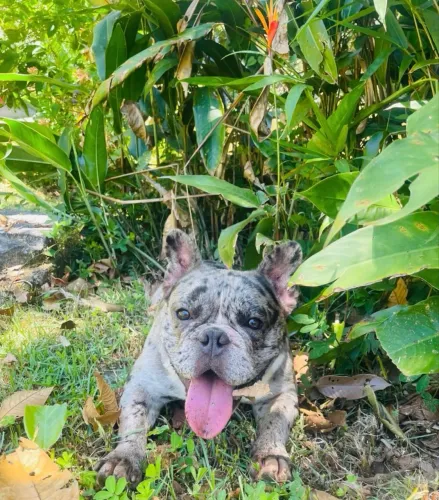 American Bully Blue Merle Micro Raridade
