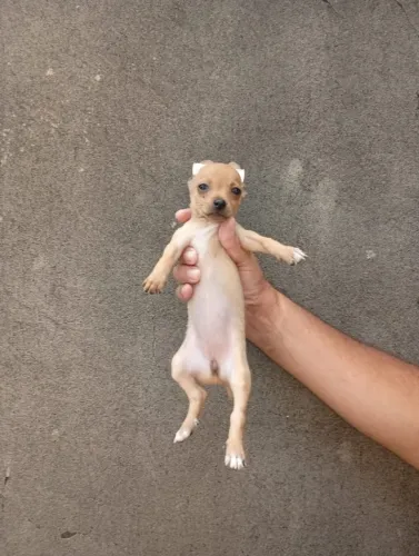 Pinscher Zero fêmea disponível