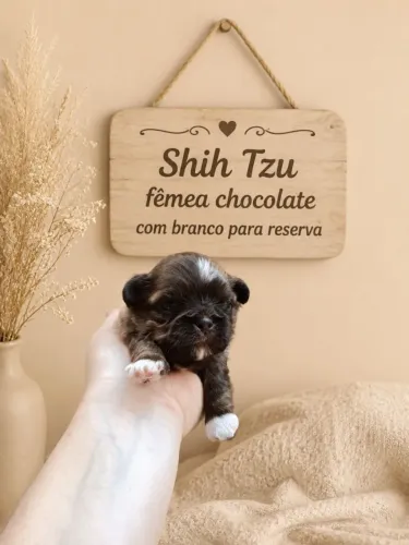 Shitzu