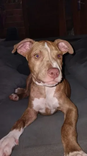 Vendo filhote de Pitbull 