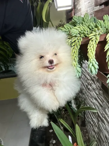 Lulu da pomerânia- fêmea