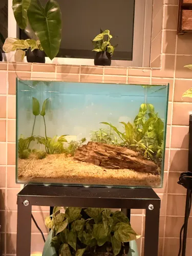 Aquário para peixe plantado natural