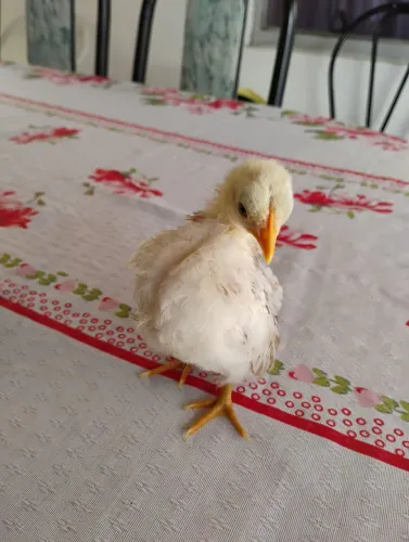 Pintinhos Serámas