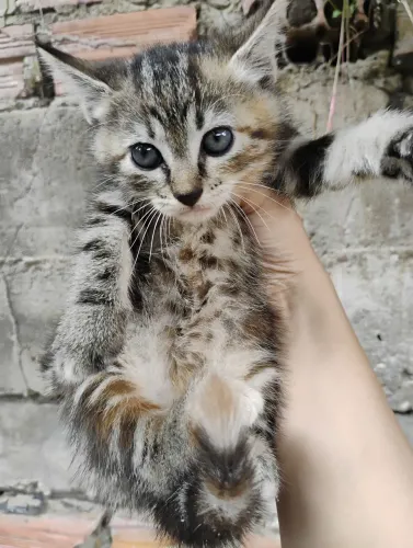 doação de gatinhos