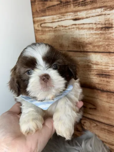 Shihtzu Menino (Chocolate e Branco)
