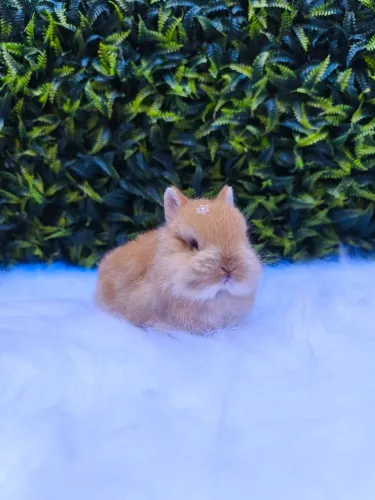Coelho anão Raça Netherland Dwarf 