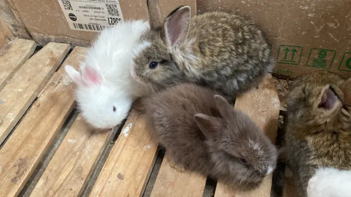 Filhotes de coelhos disponíveis 