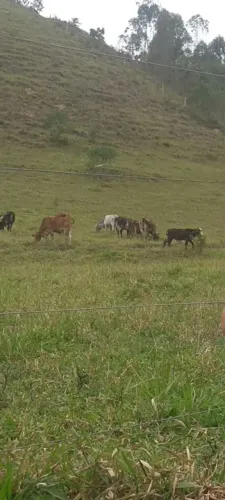 Fazenda em Aracê Domingos Martins-ES 16 hectares. 