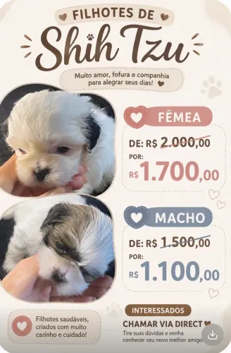 Shihtzu