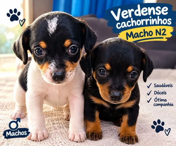 VENDO FILHOTE PINSCHERS N2 ORIGINAL MACHOS