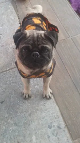 pug