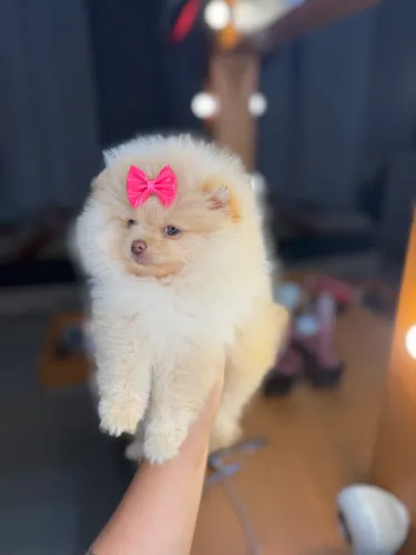 Lulu da Pomerania fêmea e macho 