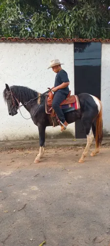 Cobertura de cavalo MANGA LARGA PICADA (AUTO NIVEL)