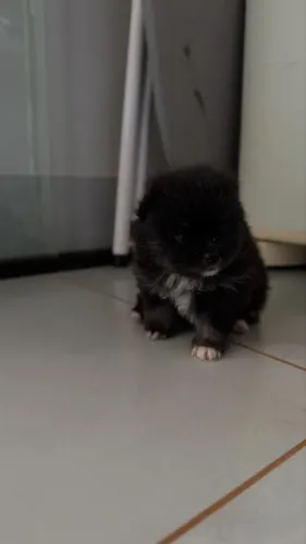 Filhote de Lulu da Pomerania fêmea