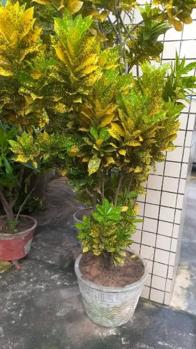 Planta crotom grande vai com jarro