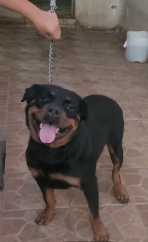 Rottweiller