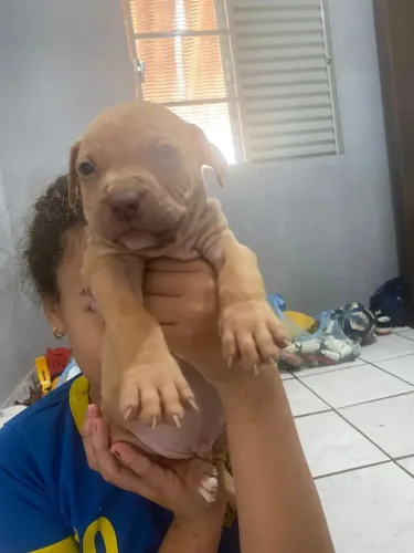 Vendo filhotes de pitt monster já comendo ração com 1 mês vai fazer 2 e já vermífugados