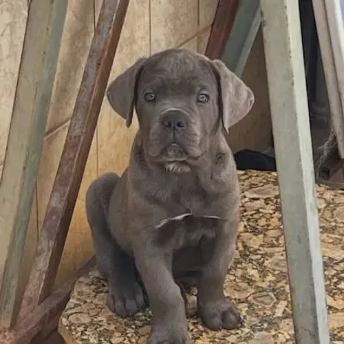 Cane corso filhotes