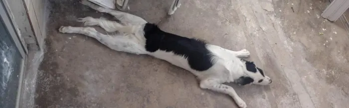 Adoção responsável