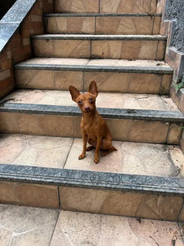 Pincher número 1