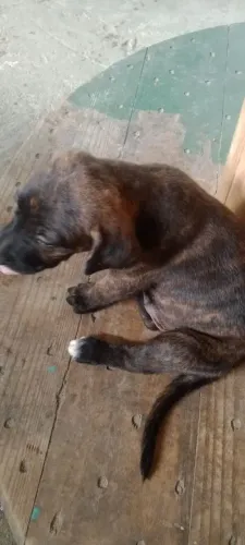 Doação de Lindo Filhote Marcho Tigrado ( Fila com Vira Lata )