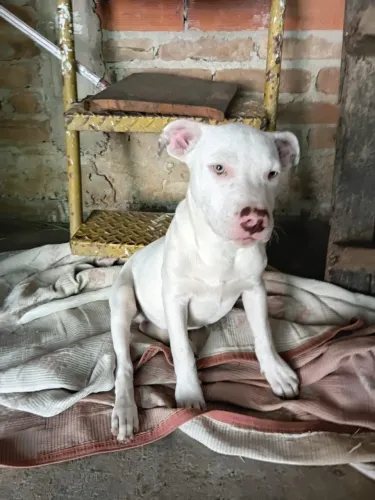 Filhote de Pitbull