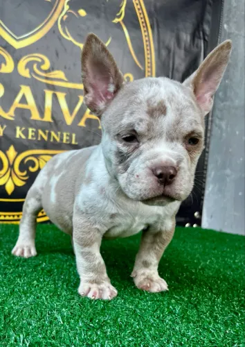 American Bully micro