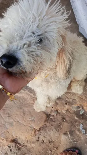 Cachorrinho poolld