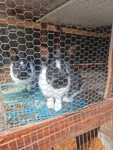 Casal de coelhos Angora com Nova Zelândia. 