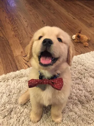 Golden Mais amor, mais alegria, mais Golden em casa