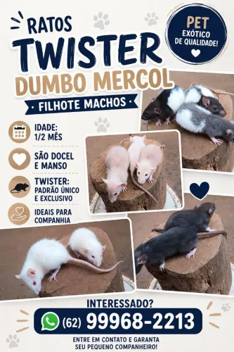 Ratos Twister Dumbo mercol