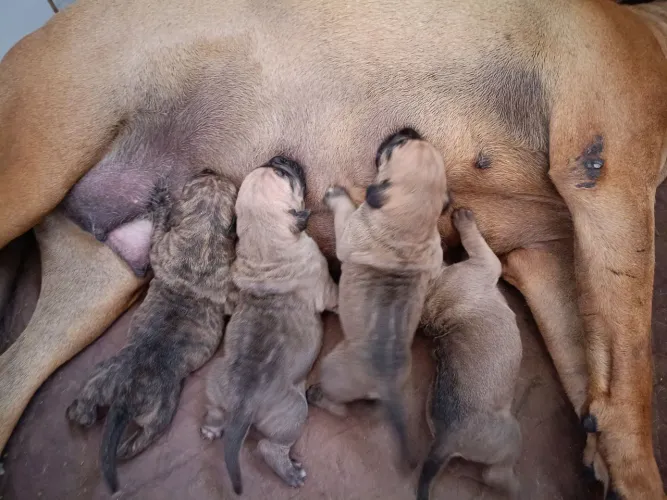 Fila brasileiro ?