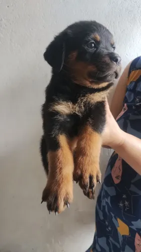 Filhotes de Rottweiler com pedigree CBKC