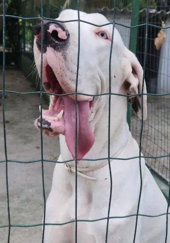 VENDO FILHOTES DE DOGUE ALEMÃO DE EXCELENTE LINHAGEM. PAIS COM PEDIGREE