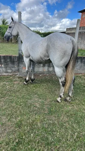 Animais para agropecuária