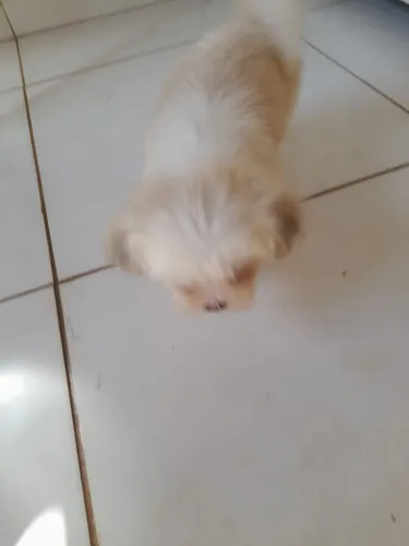 Lhasa apso