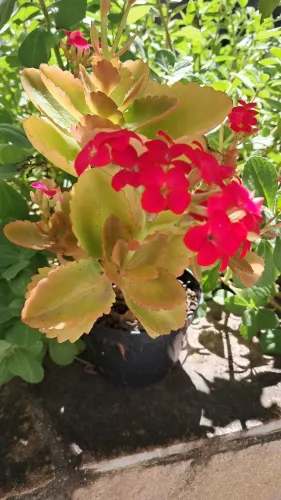 Vaso com flores