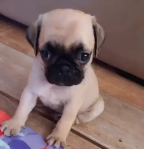 Pug Filhotes Amores de Verdade.