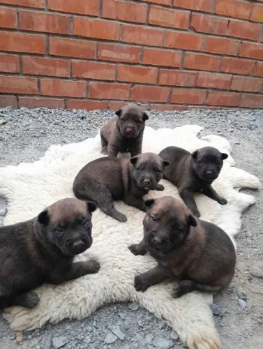 Filhotes de pastor belga malinois Puro