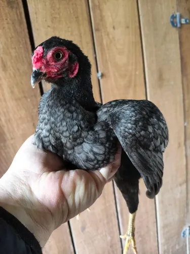Galinha koshamo