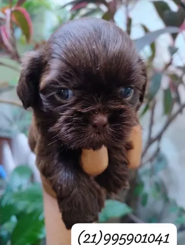 Cachorrinho 