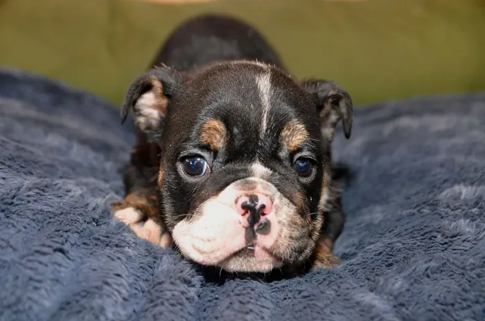 Bulldog Inglês - Uma grande Fofurinha! 