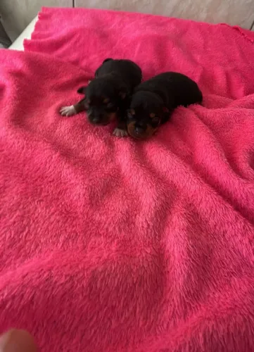 Pinscher miniatura disponíveis para reservar