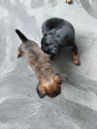 Filhote de Pisnher número 1