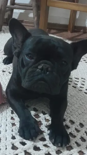 Buldogue francês Fêmea