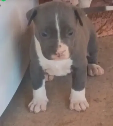 Filhotes de American Staffordshire a vemda