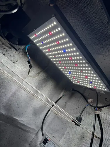 Armário Grow Estufa Cultivo Quantum board LM 301