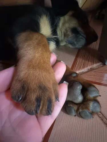 Rottweiler fêmea a venda !