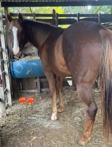 Cavalo Quarto de Milha Registrado