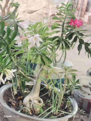 vende se planta rosa do desento